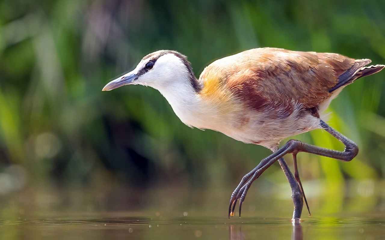 African Jacana